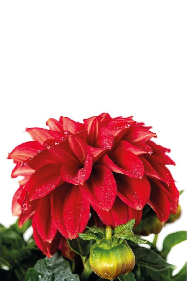 Yıldız  Dahlia Fidesi ,scarlet - 3