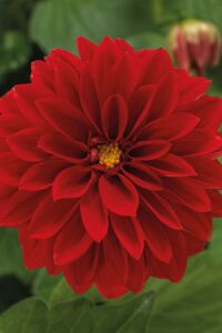 Yıldız  Dahlia Fidesi ,scarlet - 4