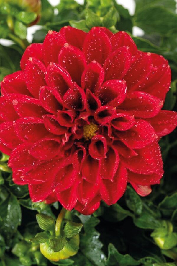 Yıldız  Dahlia Fidesi ,scarlet - 5