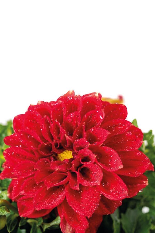 Yıldız  Dahlia Fidesi ,scarlet - 6