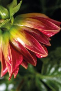 Yıldız  Dahlia Fidesi ,scarlet - 7