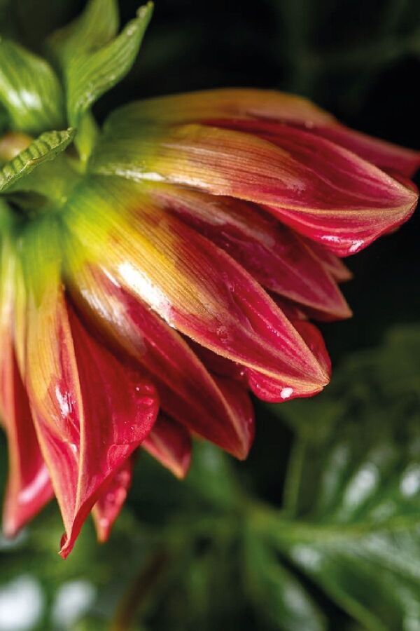 Yıldız  Dahlia Fidesi ,scarlet - 7