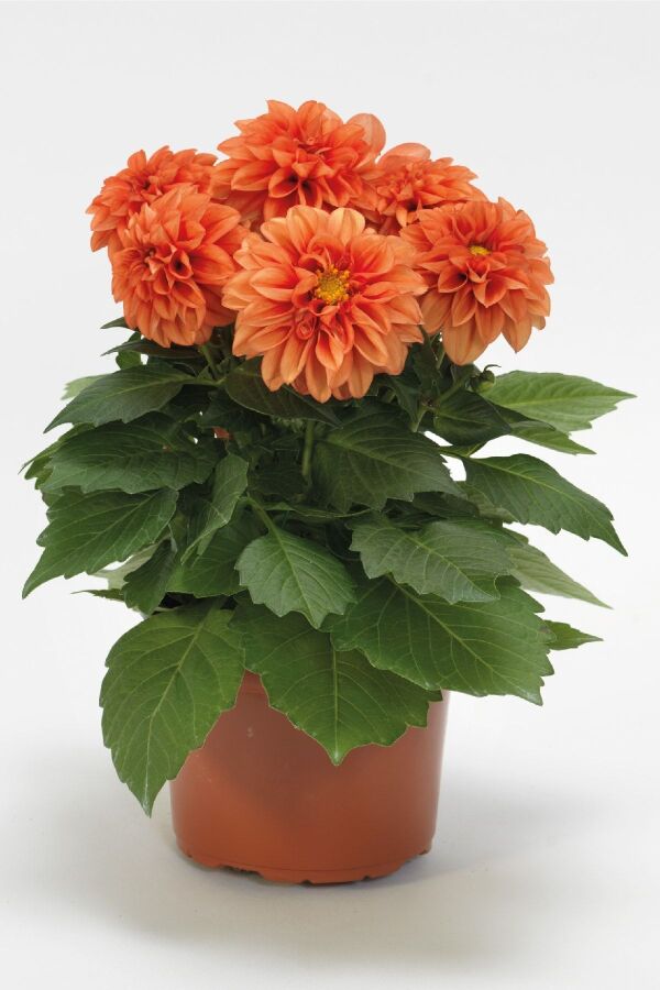 Yıldız  Fidesi Dahlia  Power Orange - 1
