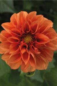 Yıldız  Fidesi Dahlia  Power Orange - 3