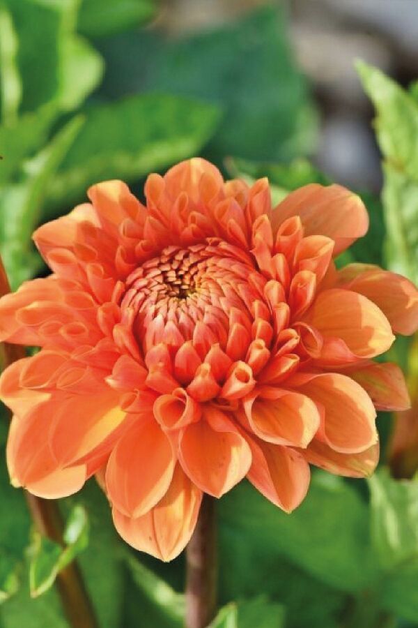 Yıldız  Fidesi Dahlia  Power Orange - 4