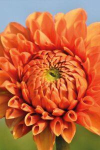 Yıldız  Fidesi Dahlia  Power Orange - 5