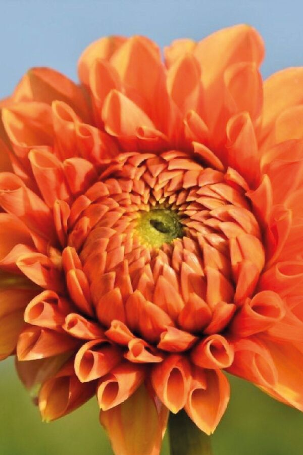 Yıldız  Fidesi Dahlia  Power Orange - 5