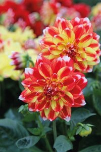 Yıldız  Fidesi Dahlia  Power Tricolor - 1