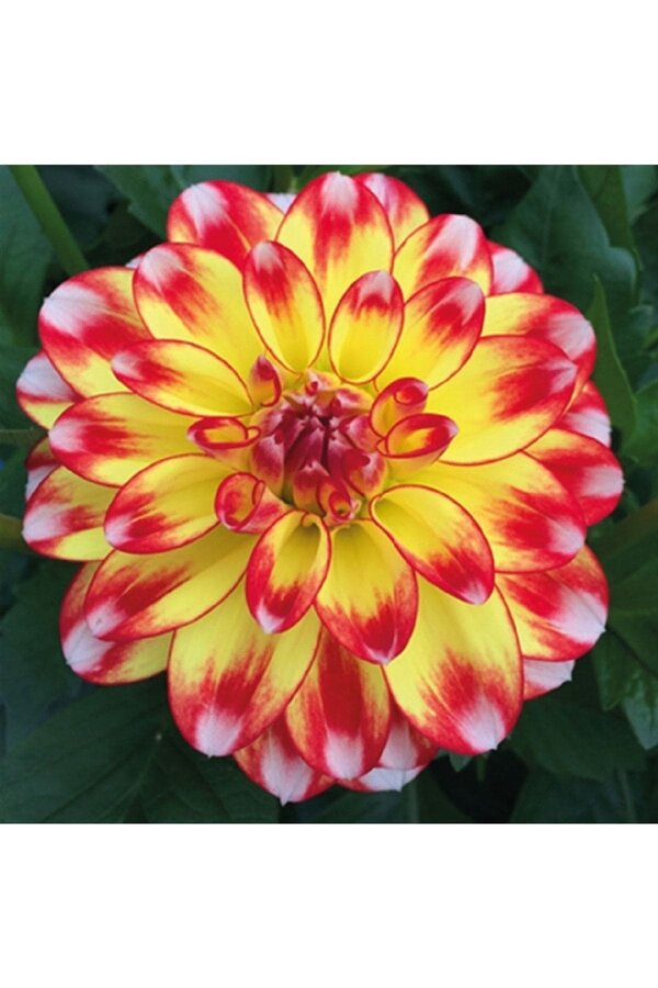 Yıldız  Fidesi Dahlia  Power Tricolor - 3