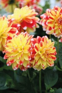 Yıldız  Fidesi Dahlia  Power Tricolor - 4
