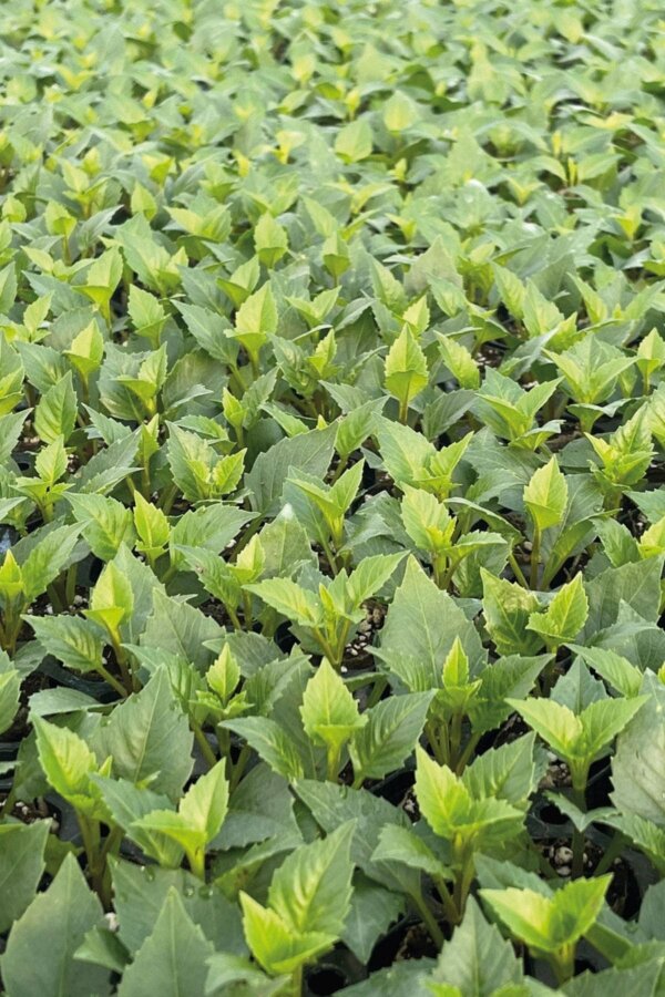 Yıldız  Fidesi Dahlia  Power Tricolor - 5