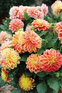 Yıldız  Fidesi Dahlia  Power Tricolor - 6