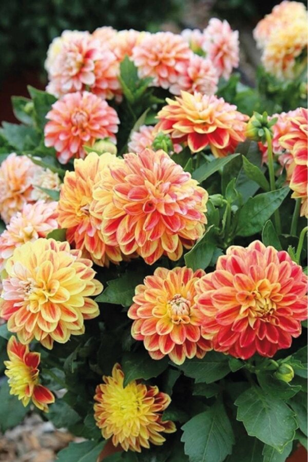 Yıldız  Fidesi Dahlia  Power Tricolor - 6