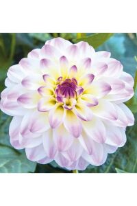 Yıldız  Fidesi Dahlia  Power White Lilac Frost - 1