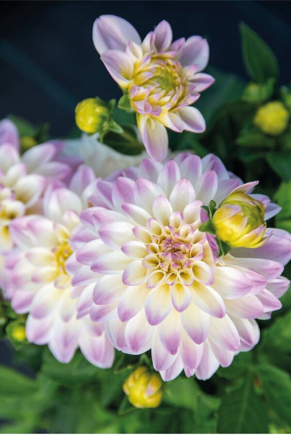 Yıldız  Fidesi Dahlia  Power White Lilac Frost - 3