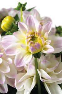 Yıldız  Fidesi Dahlia  Power White Lilac Frost - 4