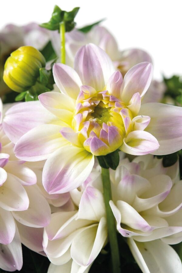 Yıldız  Fidesi Dahlia  Power White Lilac Frost - 4