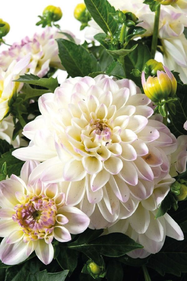 Yıldız  Fidesi Dahlia  Power White Lilac Frost - 5
