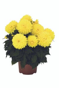 Yıldız  Fidesi Dahlia  Power Yellow - 1
