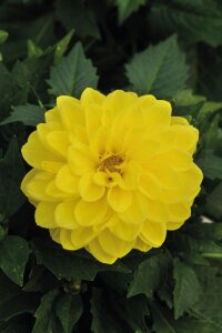 Yıldız  Fidesi Dahlia  Power Yellow - 3