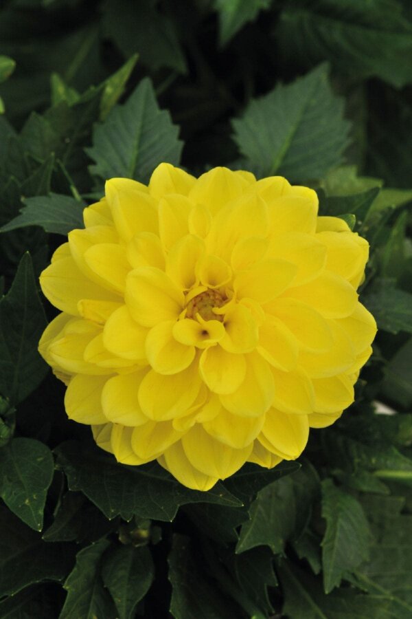 Yıldız  Fidesi Dahlia  Power Yellow - 3
