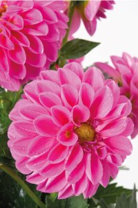Yıldız  Fidesi Dahlia  Rose - 1