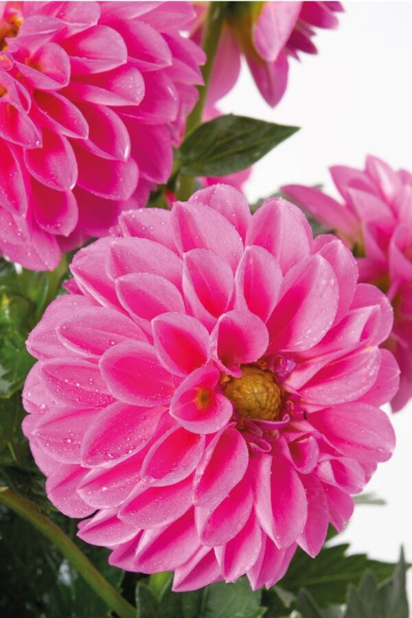 Yıldız  Fidesi Dahlia  Rose - 1
