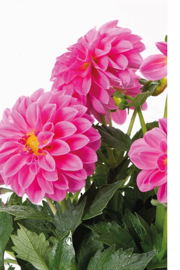 Yıldız  Fidesi Dahlia  Rose - 3