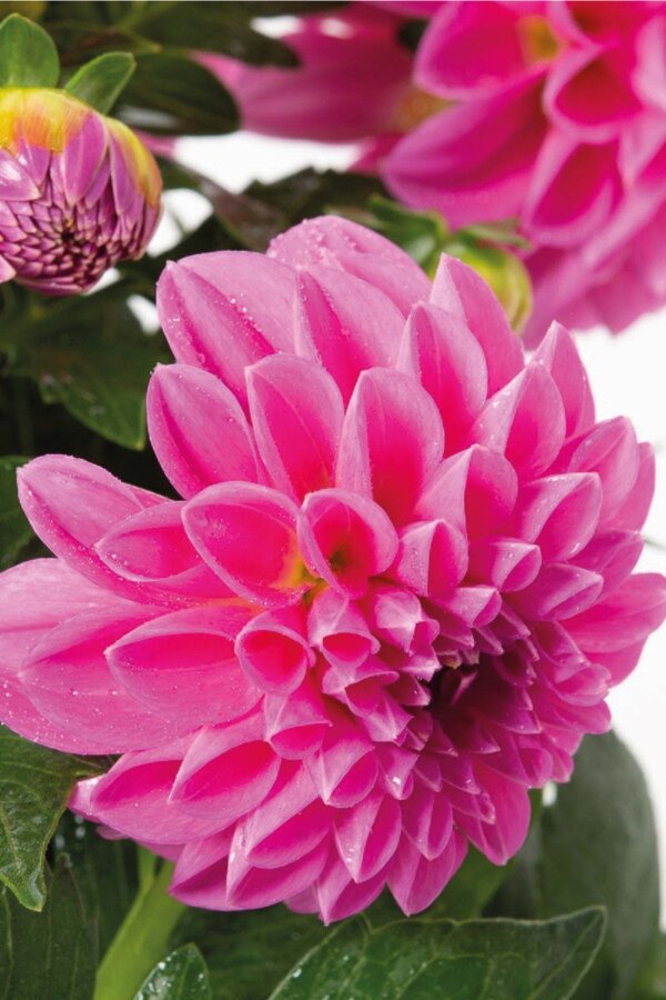 Yıldız  Fidesi Dahlia  Rose - 4