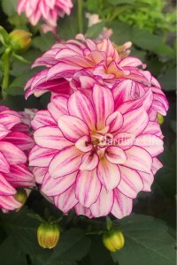 Yıldız  Fidesi Dahlia Cherry Stripes  - 1