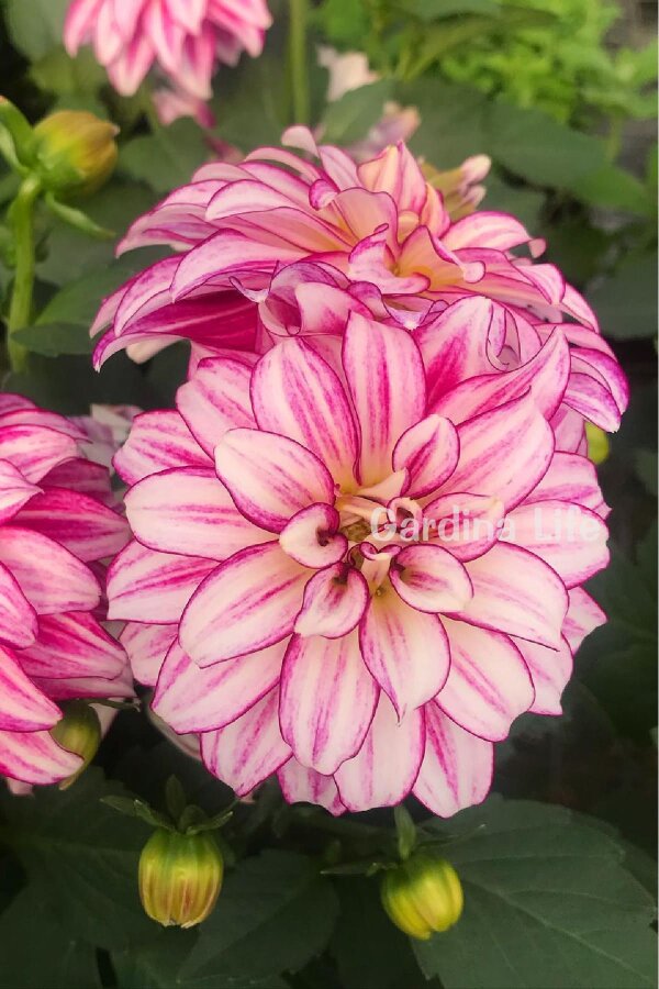 Yıldız  Fidesi Dahlia Cherry Stripes  - 1