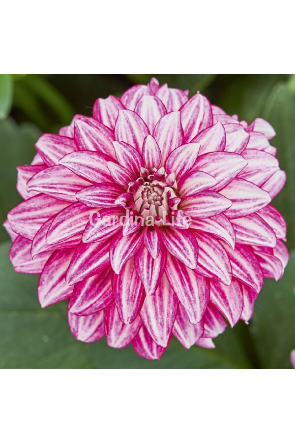 Yıldız  Fidesi Dahlia Cherry Stripes  - 3