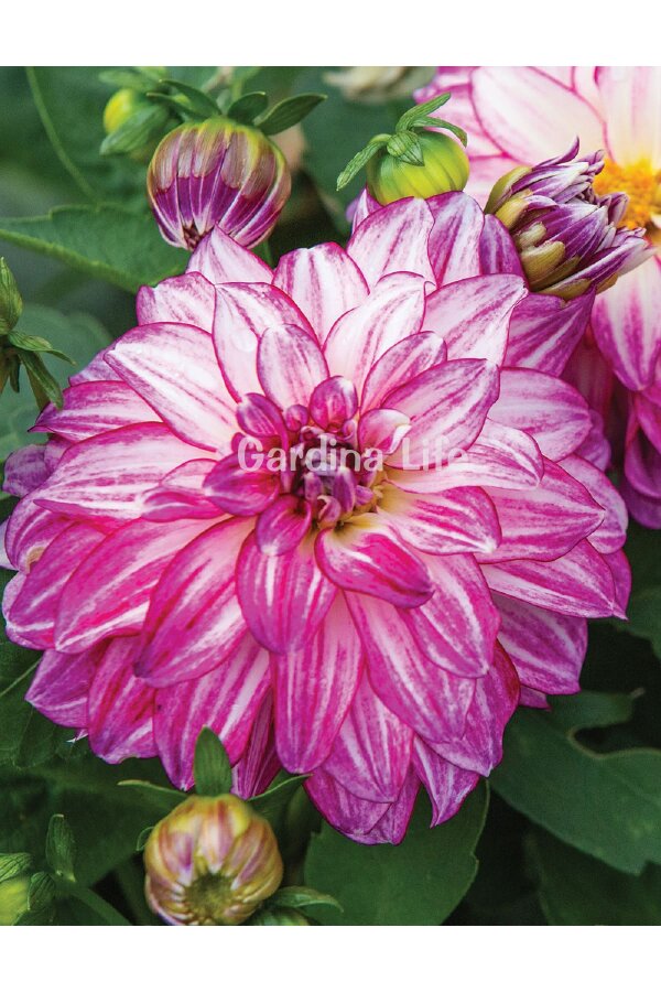Yıldız  Fidesi Dahlia Cherry Stripes  - 4