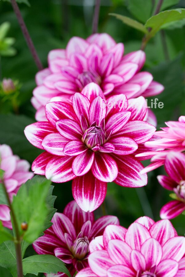 Yıldız  Fidesi Dahlia Cherry Stripes  - 5