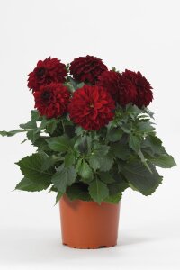 Yıldız  Fidesi Dahlia Power Red  - 1