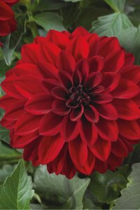 Yıldız  Fidesi Dahlia Power Red  - 3