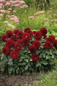 Yıldız  Fidesi Dahlia Power Red  - 4