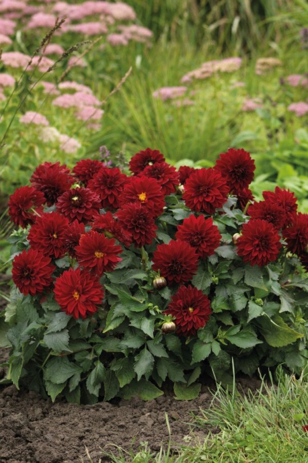Yıldız  Fidesi Dahlia Power Red  - 4