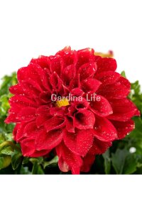 Yıldız  Fidesi Dahlia Red  - 1