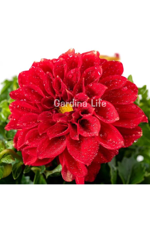 Yıldız  Fidesi Dahlia Red  - 1