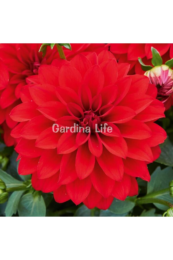 Yıldız  Fidesi Dahlia Red  - 2