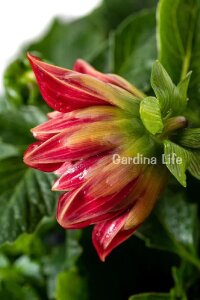 Yıldız  Fidesi Dahlia Red  - 4
