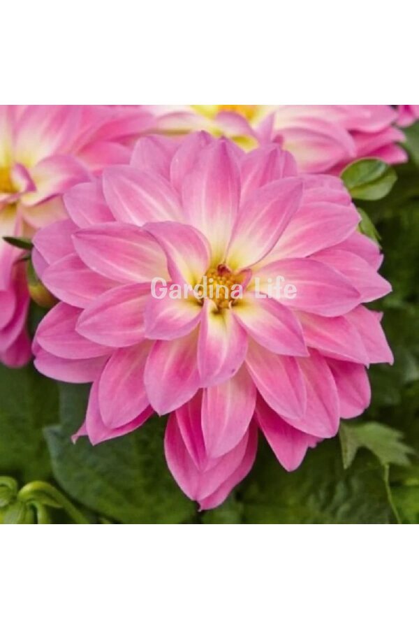 Yıldız  Fidesi Dahlia Rose Bicolor  - 1