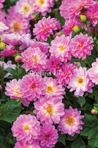 Yıldız  Fidesi Dahlia Rose Bicolor  - 3