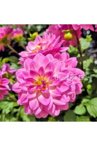 Yıldız  Fidesi Dahlia Rose Bicolor  - 4