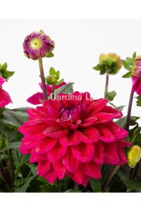 Yıldız  Fidesi Dahlia White Lilac Frost  - 3