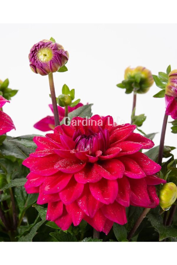 Yıldız  Fidesi Dahlia White Lilac Frost  - 3