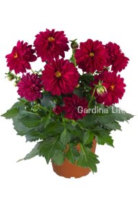 Yıldız  Fidesi Dahlia White Lilac Frost  - 4