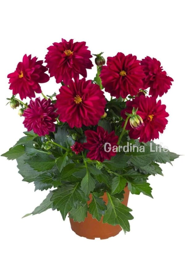 Yıldız  Fidesi Dahlia White Lilac Frost  - 4