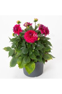 Yıldız  Fidesi Dahlia White Lilac Frost  - 5